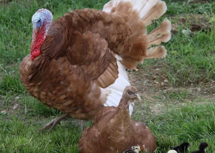 Traubshof Apartamento